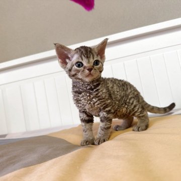デボンレックス【東京都・男の子・2025年3月28日・キジトラ猫（テディベアのような巻き毛）】の写真「彼は優しい性格で、とても甘えん坊^_^」