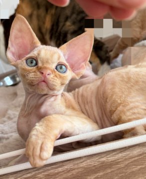 デボンレックス【東京都・男の子・2025年10月8日・レッドタビー（柔らかい巻き毛。）】の写真「とても元気で健康な子です。とても甘えん坊です。」