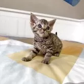 デボンレックス