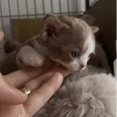 デボンレックス