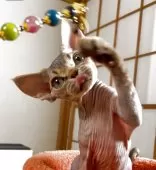 デボンレックス