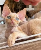 デボンレックス