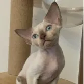 デボンレックス