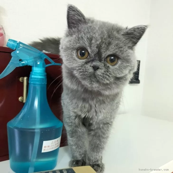 ID:2304-03364の子猫