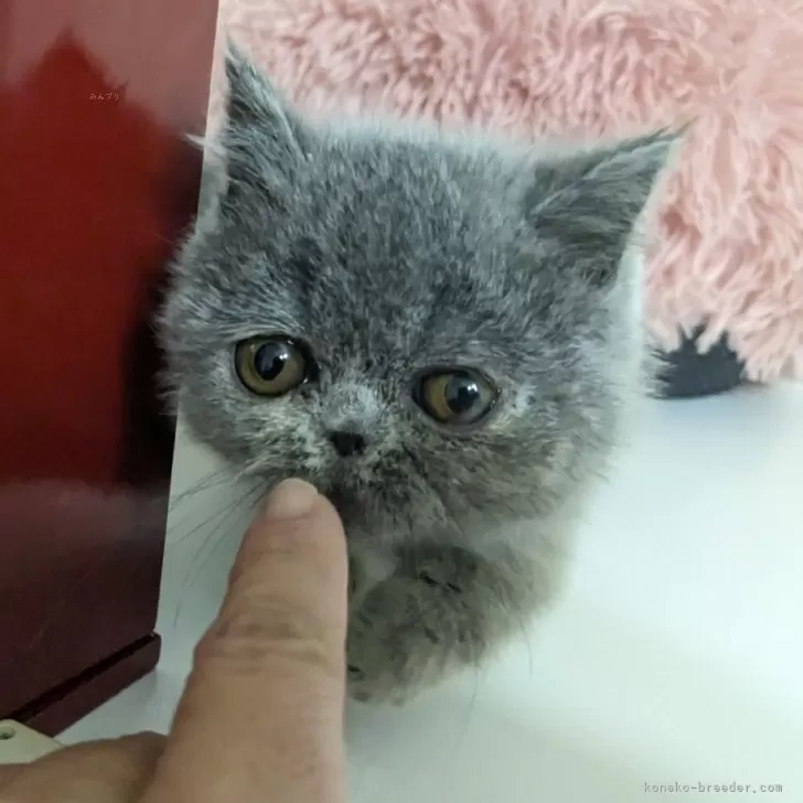 ID:2311-01978の子猫