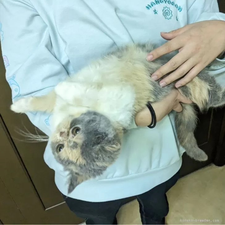 ID：2311-02586の子猫