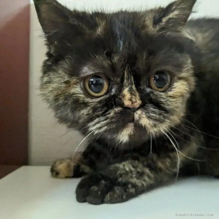 A.I 様のお迎えした子猫