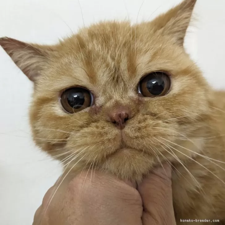M.Y 様のお迎えした子猫
