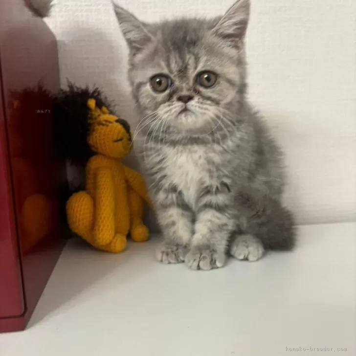 ID：2305-01363の子猫