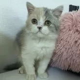 スコティッシュフォールド・エキゾチックショートヘア【大阪府・女の子・2023年10月15日・ダイリュートキャリコ】の写真1「2月１日撮影しました。スコちゃん系美人になる子です。華やかな色味が可愛い」