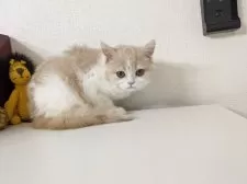 ミヌエット(長足)【大阪府・女の子・2025年5月21日・クリーム&ホワイト】の写真6