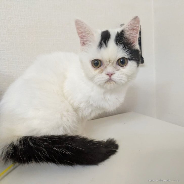 ブリーダー画像