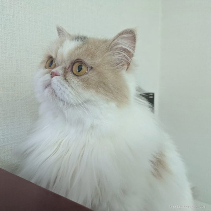 ブリーダー画像