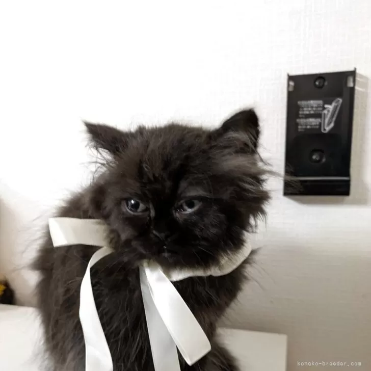 ID：2507-03031の子猫