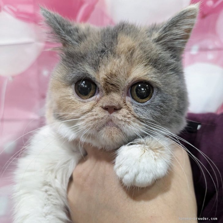 ブリーダー画像