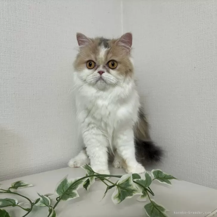 ミヌエット(長足)【大阪府・女の子・2024年4月8日・ダイリュートキャリコ】の写真1