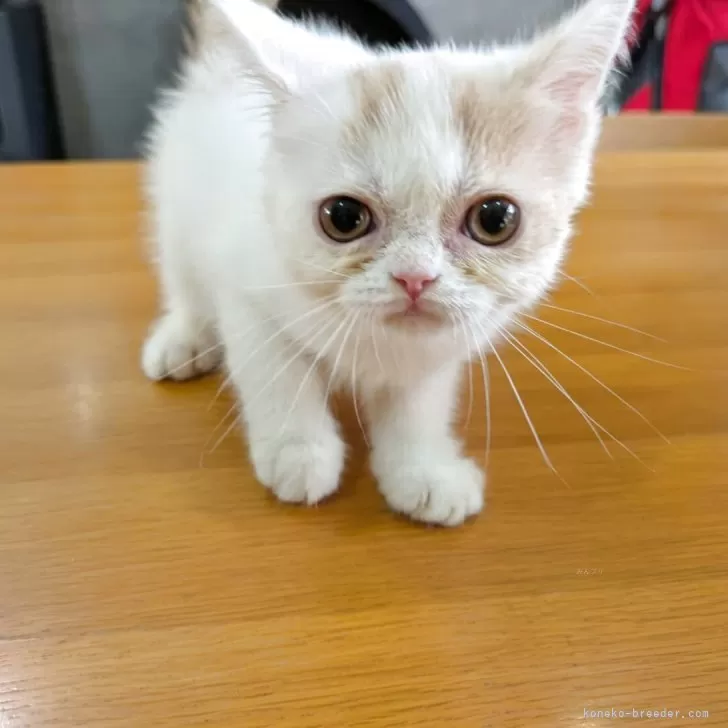 ミヌエット(長足)【大阪府・男の子・2025年5月3日・クリーム&amp;ホワイト】の写真1