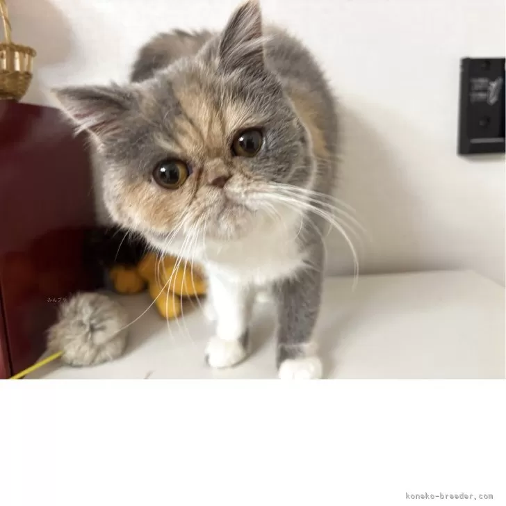 M.K 様のお迎えした子猫