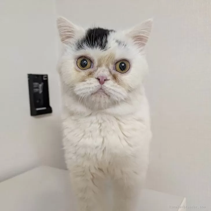 ミヌエット(長足)【大阪府・女の子・2025年4月10日・ブラック&amp;ホワイト】の写真1「リボンをつけています。」