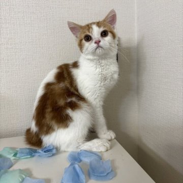 ミヌエット(長足)【大阪府・男の子・2025年4月7日・レッド&ホワイト】の写真「甘えんぼのお兄ちゃん☆」