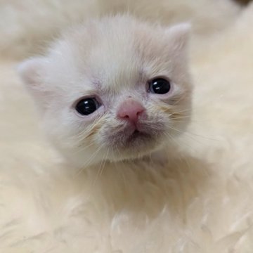 ミヌエット(長足)【大阪府・男の子・2025年5月3日・クリーム&ホワイト】の写真「淡い色の男の子☆」