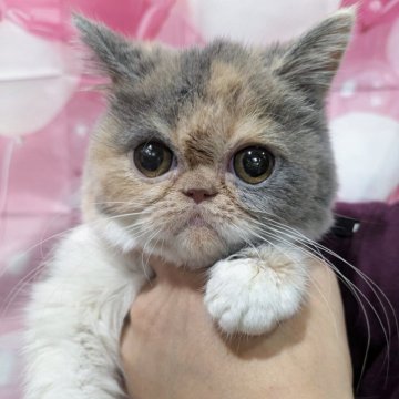 エキゾチックショートヘア【大阪府・女の子・2025年5月30日・ダイリュートキャリコ】の写真「まん丸顔のちょ〜ぜつキュートな子♡」