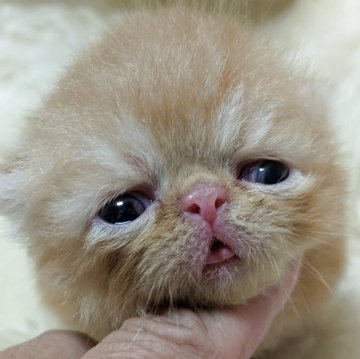 エキゾチックショートヘア【大阪府・男の子・2025年6月23日・レッドタビー】の写真「たれ目が特徴的な男の子☆」