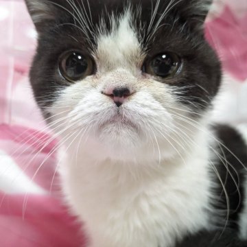 エキゾチックショートヘア【大阪府・男の子・2025年5月30日・ブラック&ホワイト（柔らかめのショート）】の写真「お鼻の黒がチャームポイントなハチワレくん☆」