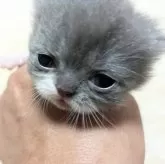 ミヌエット(長足)