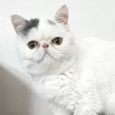 ミヌエット(長足)【大阪府・男の子・2024年10月3日・ブルー&ホワイトバン】の写真1