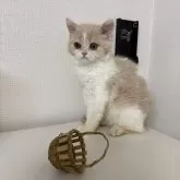 ミヌエット(長足)