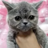 エキゾチックショートヘア