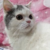 ミヌエット(長足)