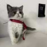 エキゾチックショートヘア