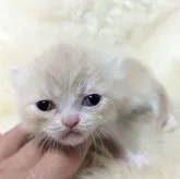 ミヌエット(長足)