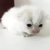 ミヌエット(長足)