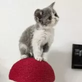 エキゾチックショートヘア