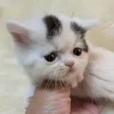 ミヌエット(長足)