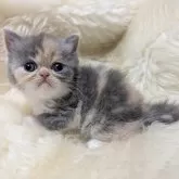 エキゾチックショートヘア