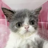 エキゾチックショートヘア【大阪府・女の子・2025年7月11日・ブルー&ホワイト】の写真7