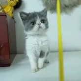 エキゾチックショートヘア【大阪府・女の子・2025年7月11日・ブルー&ホワイト】の写真2