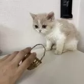 ミヌエット(長足)【大阪府・女の子・2025年5月21日・クリーム&ホワイト】の写真9