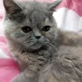 エキゾチックショートヘア【大阪府・女の子・2025年5月30日・ブルー&クリーム】の写真2