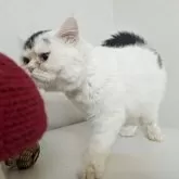 ミヌエット(長足)【大阪府・女の子・2025年4月10日・ブラック&ホワイト】の写真2