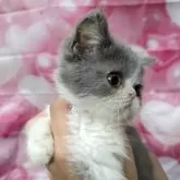 エキゾチックショートヘア【大阪府・女の子・2025年7月11日・ブルー&ホワイト】の写真6