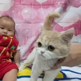 ミヌエット(長足)【大阪府・女の子・2025年5月21日・クリーム&ホワイト】の写真3