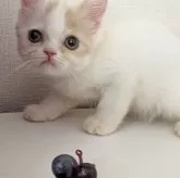 ミヌエット(長足)【大阪府・男の子・2025年5月3日・クリーム&ホワイト】の写真7