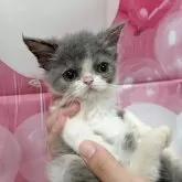 エキゾチックショートヘア【大阪府・女の子・2025年7月11日・ブルー&ホワイト】の写真8