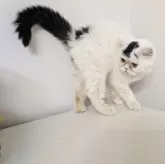 ミヌエット(長足)【大阪府・女の子・2025年4月10日・ブラック&ホワイト】の写真3