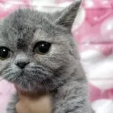 エキゾチックショートヘア【大阪府・女の子・2025年5月30日・ブルー&クリーム】の写真9